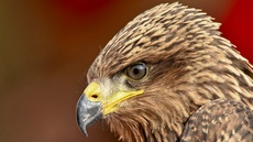 Schwarzmilan (10).jpg